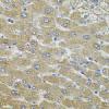 Photo for aqp5 antibody