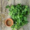 Photo for Global Leaf Vegetable Seeds Market 2019 | Manufacturers, Regions, Type And Application, Forecast To 2024