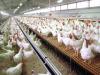 Photo for Global Poultry Breeding Equipment Market 2019 | Manufacturers, Regions, Type And Application, Forecast To 2024