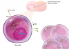 Photo for Cell Expansion Market Trends, Growth And Future Outlook By 2026