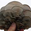 Photo for Global Pleurotus Ostreatus Market Manufacturers Sales Analysis Report 2019-2024