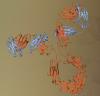 Photo for affinity maturation antibody