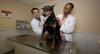 Photo for Pet Care Market Size, Status and Forecasts till 2023