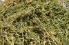 Photo for Global Alfalfa Hay Market Manufacturers Sales Analysis Report 2019-2024