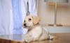 Photo for Affordable Pet Vaccinations & Treatments in Philadelphia
