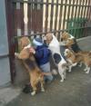 Photo for Happy Tails Paws Pet Minding Andergrove