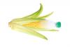 Photo for Biodegradable Plastics Market Growth & Estimation, 2025 | BASF SE, Biome Technologies PLC, Metabolix Inc., Mitsubishi Chemical Corporation