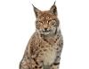 Photo for 4 Animals That Require Exotic Animal Insurance