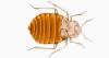 Photo for Pest Control Technicians