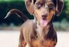 Photo for Acquainting dogs and children – Some do’s and don’ts