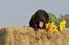Photo for Pet Supplies - Finding the Best Products When Shopping For Your Companions