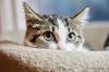 Photo for Top tips for keeping your cat cool in summer | Cats Best