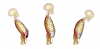 Photo for Sarcopenia Treatment Market at a Rapid Pace Until 2026