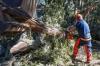 Photo for RochesterMNTreeService