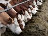 Photo for Feed Phytogenics Market Study By Type, Livestock & Top Key Players - Biomin Holding GmbH, Delacon Biotechnik GmbH, Dostofarm GmbH