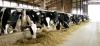 Photo for Dairy Herd Management Market Report 2018-2025 Product Scope & Key Players - Afimilk Ltd., Boumatic, Dairymaster, Delaval, GEA Group AG, Infovet, Lely Holding S.A.R.L