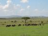 Photo for Masai Mara Safari Tours