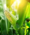Photo for Crop Protection (Agrochemicals) Market 2019: Industry Growth, Trends and Research Report, To 2025
