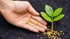 Photo for Global Silicon Fertilizer Market Manufacturers Sales Analysis Report 2019-2024