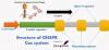 Photo for CRISPR Market Study By End User, Application & Top Key Players - Caribou Biosciences, Cellectis, CRISPR therapeutics, Editas Medicine, GenScript, Horizon discovery PLC, Integrated DNA technologies