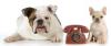 Photo for SLC Mobile Pet Groomers