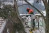 Photo for Tree Care Brantford