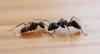Photo for Termites Control Melbourne