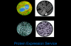 Photo for Drivers is Responsible to for Increasing Protein Expression Systems Market Share, Forecast 2026