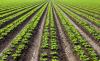 Photo for Bioinsecticides Market Study By Type, Application & Top Key Players - Certis USA LLC, Bayer Cropscience AG, Novozymes A/S., Marrone Bio Innovations Inc., Syngenta AG