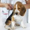 Photo for Global Pet Vaccine Market Trend, Marketing Channels, Major Industry Participants, Strategies  and Forecast To 2024