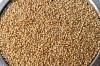 Photo for Sorghum And Sorghum Seeds Market Will Register a CAGR of Almost 3.6% by 2023
