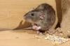 Photo for Best Pest Control Companies Port Washington NY