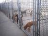 Photo for Golden rule in dog care – Never leave your dog alone in the backyard