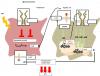 Photo for protein expression profiling