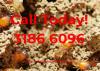 Photo for Termite and Pest Control North Brisbane