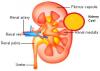 Photo for Kidney/Renal Fibrosis Treatment Market Report From 2018 To 2025 Analysis By Top Company Profiles - Merck & Co., F. Hoffman-La Roche Ltd., Pfizer Inc., Galectin Therapeutics, La Jolla Pharmaceutical Company