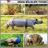 Photo for Exploring wild side with India wildlife tours