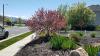 Photo for American Lawn and Landscaping