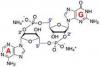 Photo for cgamp synthase