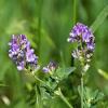 Photo for Alfalfa Extract Market 2019: Industry Growth, Trends and Research Report, To 2025