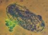 Photo for Bionematicides Market 2019: Industry Growth, Trends and Research Report, To 2025
