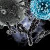 Photo for Mogamulizumab