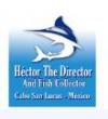 Photo for HECTOR THE DIRECTOR AND FISH COLLECTOR