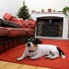 Photo for OtterTail Pet Resort