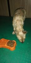 Photo for Pet Shipper