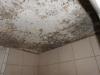 Photo for Mold Removal Sandusky