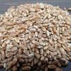 Photo for Global Grain Seed Market Trend, Marketing Channels, Major Industry Participants, Strategies  and Forecast To 2024