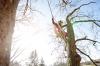 Photo for Arborist Adelaide—Tree Removal Service You Can Trust!