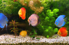Photo for Buy Cheap and Beautiful Fresh Water Aquarium