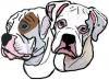 Photo for Boxer Puppies For Sale